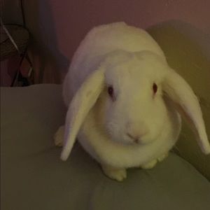 Meet your Posher, Misty